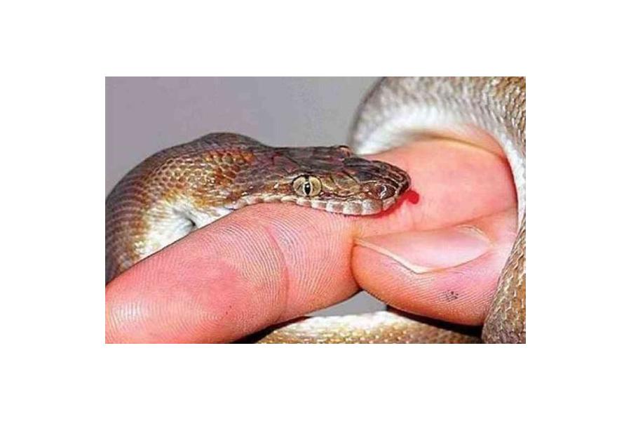 Sơ cứu khi bị rắn cắn: Điều nên làm và không nên làm